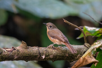pale-chinned flycatcher or Cyornis poliogenys seen in Karimganj, Assam, India