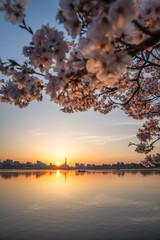 茨城県水戸市 千波湖と偕楽園 桜咲く風景