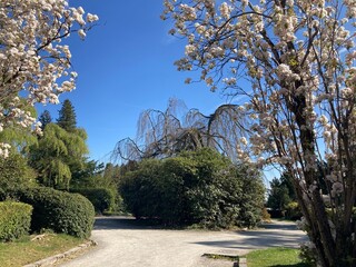 Kirschbäume blühen im Park am Rand eines Weges