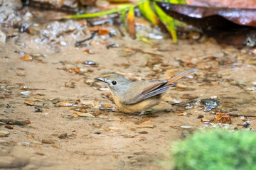 pale-chinned flycatcher or Cyornis poliogenys seen in Karimganj, Assam, India