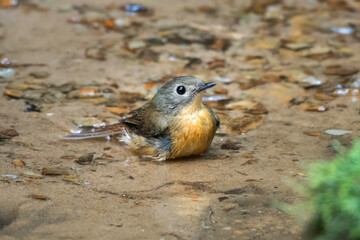 pale-chinned flycatcher or Cyornis poliogenys seen in Karimganj, Assam, India
