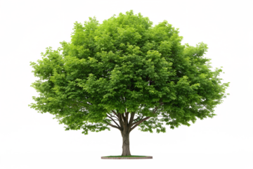 Green planet with tree on Earth image on a white surface, environment, nature, sustainability