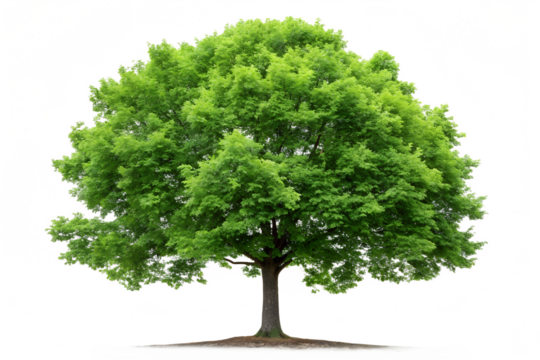 Green planet with tree on Earth image on a white surface, environment, nature, sustainability
