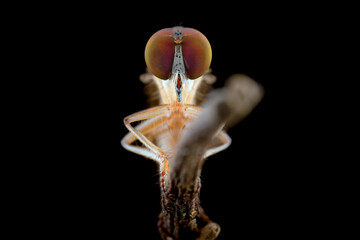 closeup super mini robber fly