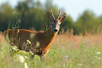 Sarna europejska (Capreolus capreolus) roe deer