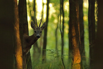 Sarna europejska (Capreolus capreolus) roe deer