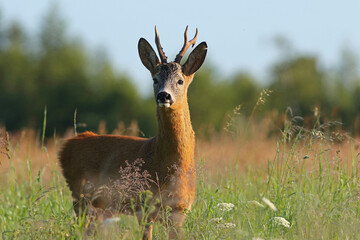 Sarna europejska (Capreolus capreolus) roe deer © Bartosz Rakoczy