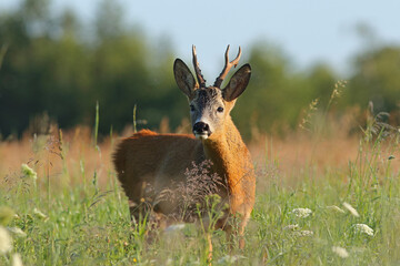 Sarna europejska (Capreolus capreolus) roe deer © Bartosz Rakoczy