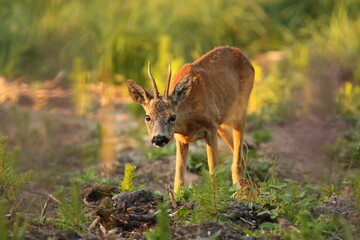 Sarna europejska (Capreolus capreolus) roe deer