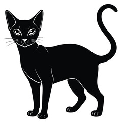 abssinina cat 