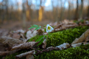 A delicate white wood anemone flower has bloomed among fallen leaves and bright green moss in a spring forest. Its fragile petals surround a yellowish-green center.