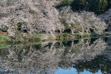 茨城県水戸市　桜咲く清水沼の朝
