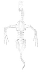 A skeleton Dragon is drawn in a wireframe pattern. The skeleton is a representation of a lizard