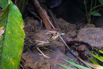 puff-throated babbler or Pellorneum ruficeps seen in Karimganj, Assam, India