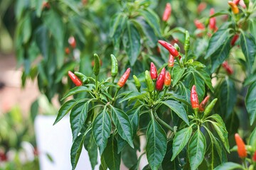 green leaves pattern of chilli tree,Red green chili peppers in organic farm