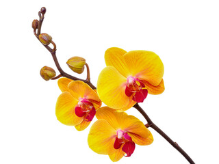  Orchid flower without background