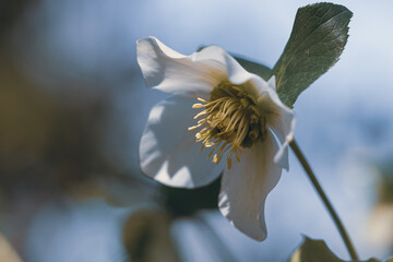 close-up of a delicate white flower blooming