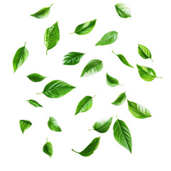 Flying green leaves against a white background creating a sense of freshness and nature, flying green leaves isolated white background