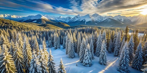 Aerial View of Snowy Mountainside Pine Forest in Winter