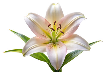 Naklejka premium white lily isolated on white