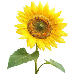 Obraz premium Bright yellow sunflower with a curved stem against a clean background, Closeup view yellow sunflower with curved stem, isolated on Transparent background