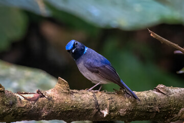 small niltava or Niltava macgrigoriae seen in Karimganj, Assam, India
