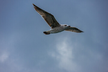 seagull in flight