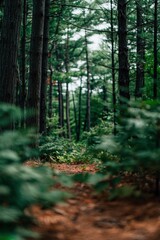 Obraz premium Lush forest pathway inviting exploration in nature