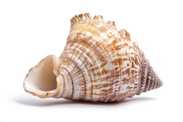 Obraz premium Detailed view of a seashell