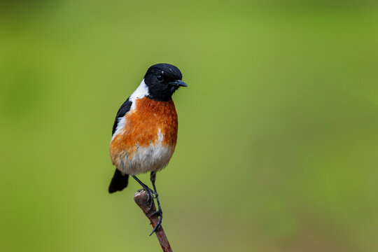 An adult male  African stonechat perched against a green background
