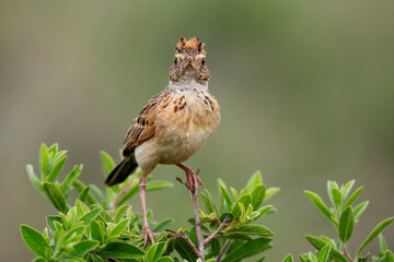 A rufous-naped lark perched on a shrub