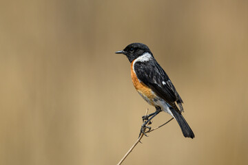 An adult male  African stonechat perched twig