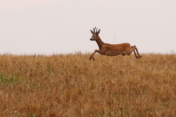 Sarna europejska (Capreolus capreolus) roe deer © Bartosz Rakoczy