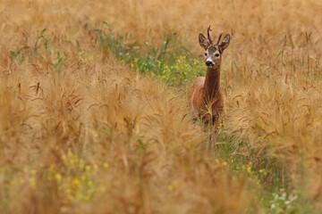 Sarna europejska (Capreolus capreolus) roe deer © Bartosz Rakoczy