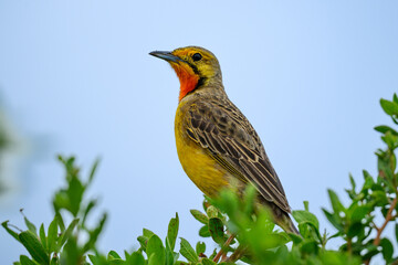 An orange throated longclaw perched on a shrub, Rietvlei nature Reserve, South Africa