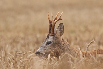 Sarna europejska (Capreolus capreolus) roe deer © Bartosz Rakoczy