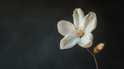 Obraz premium Delicate White Blossom: A Study in Minimalist Botanical Photography