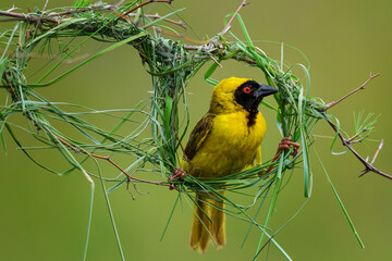 A male masked weaver building a nest