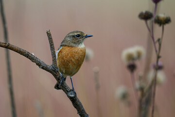 A female stonechat perched on a branch