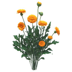 Obraz premium Bunch of calendula flower with vibrant leaves isolated on transparent background in 3D transparent background isolated png stock