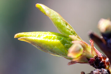 close up of leaf buds of peach