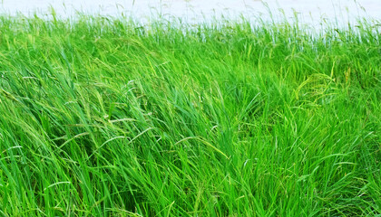 草をクローズアップした背景