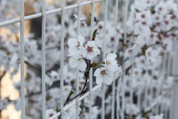 Close-up of beautiful white Cherry blossoms (Sakura) in full bloom on a branch.
