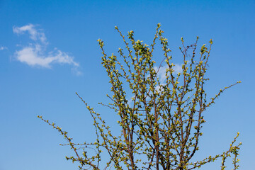 Fresh spring foliage unfurling on a Pear tree under a bright blue sky with a few clouds.