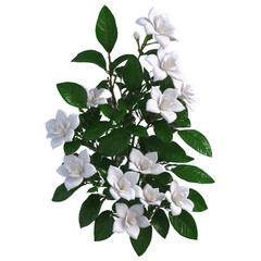 Bunch of gardenia flower with vibrant leaves isolated on transparent background in 3D transparent background isolated png stock
