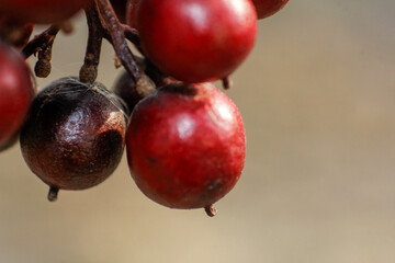 close up of red berries, nandina in autumn