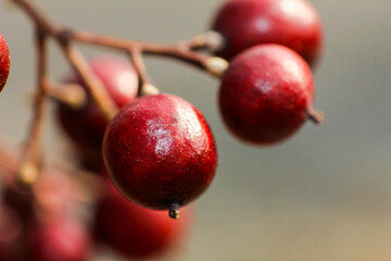 close up of red berries, nandina in autumn