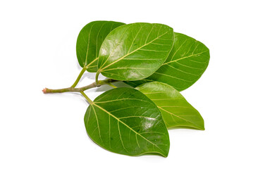 Banyan tree (Ficus benghalensis) leaves isolated on white background. natural green leaf