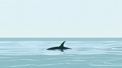 Fototapeta premium Orca in Calm Ocean Waters