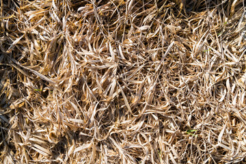Last year's dry vegetation (grass) as a natural texture.